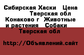 Сибирская Хаски › Цена ­ 15 000 - Тверская обл., Конаково г. Животные и растения » Собаки   . Тверская обл.